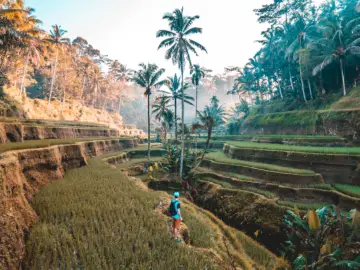 Rice terraces and palm trees